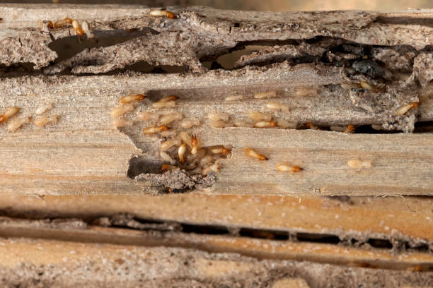 Best Best Pest Control Companies  in Lla Lla East, WA